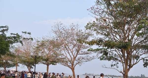 Primer plano de las hileras de flores de trompeta rosadas a lo largo del río Tien que están causando sensación en línea.