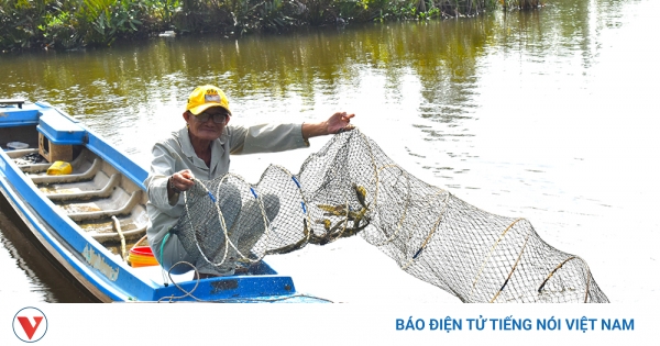 Nông dân Cà Mau làm giàu ngay trên đất mặn