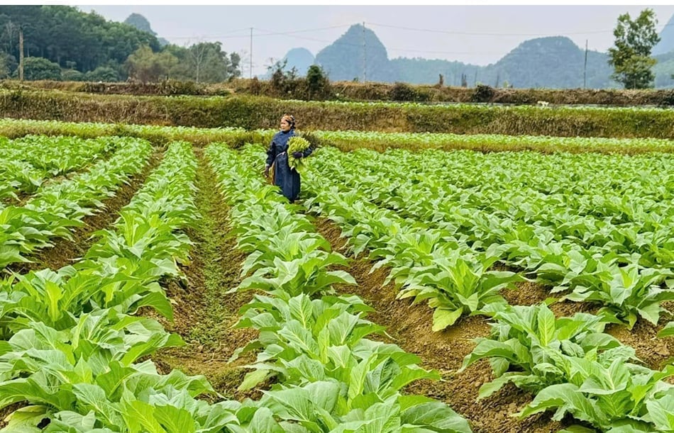 Để cây thuốc lá phát huy hiệu quả trong giảm nghèo bền vững, chính quyền địa phương và doanh nghiệp đã thực hiện nhiều chính sách hỗ trợ thiết thực. Ảnh: Bảo Hà.