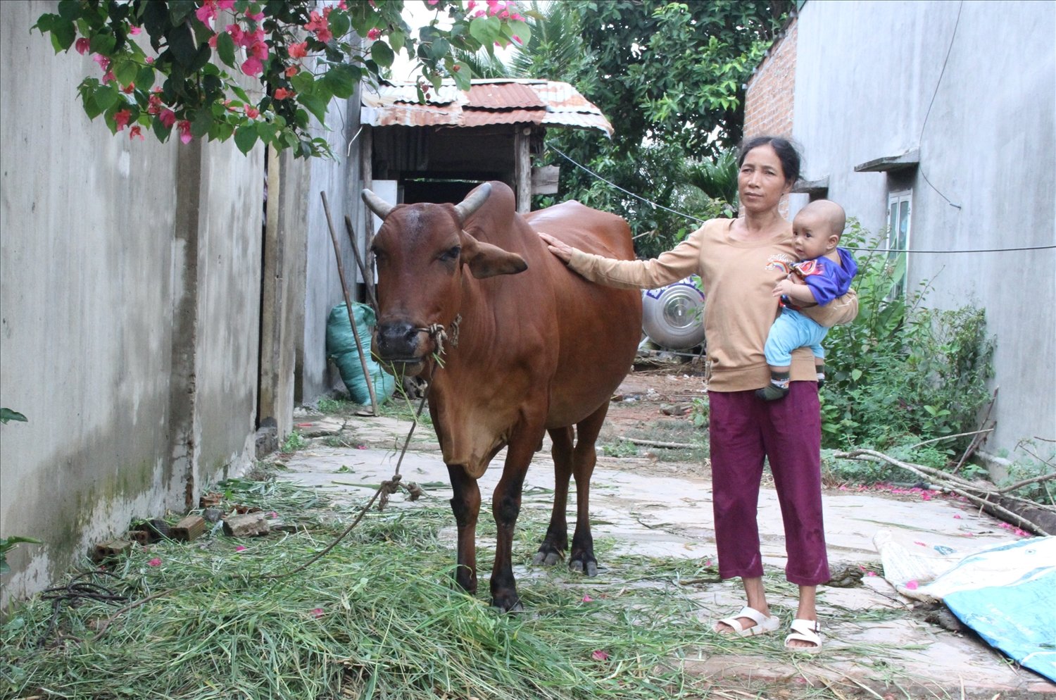 Chị H’Nghim Triết chăm sóc tốt để bò phát triển thành đàn mở cơ hội để gia đình bước ra khỏi diện hộ nghèo