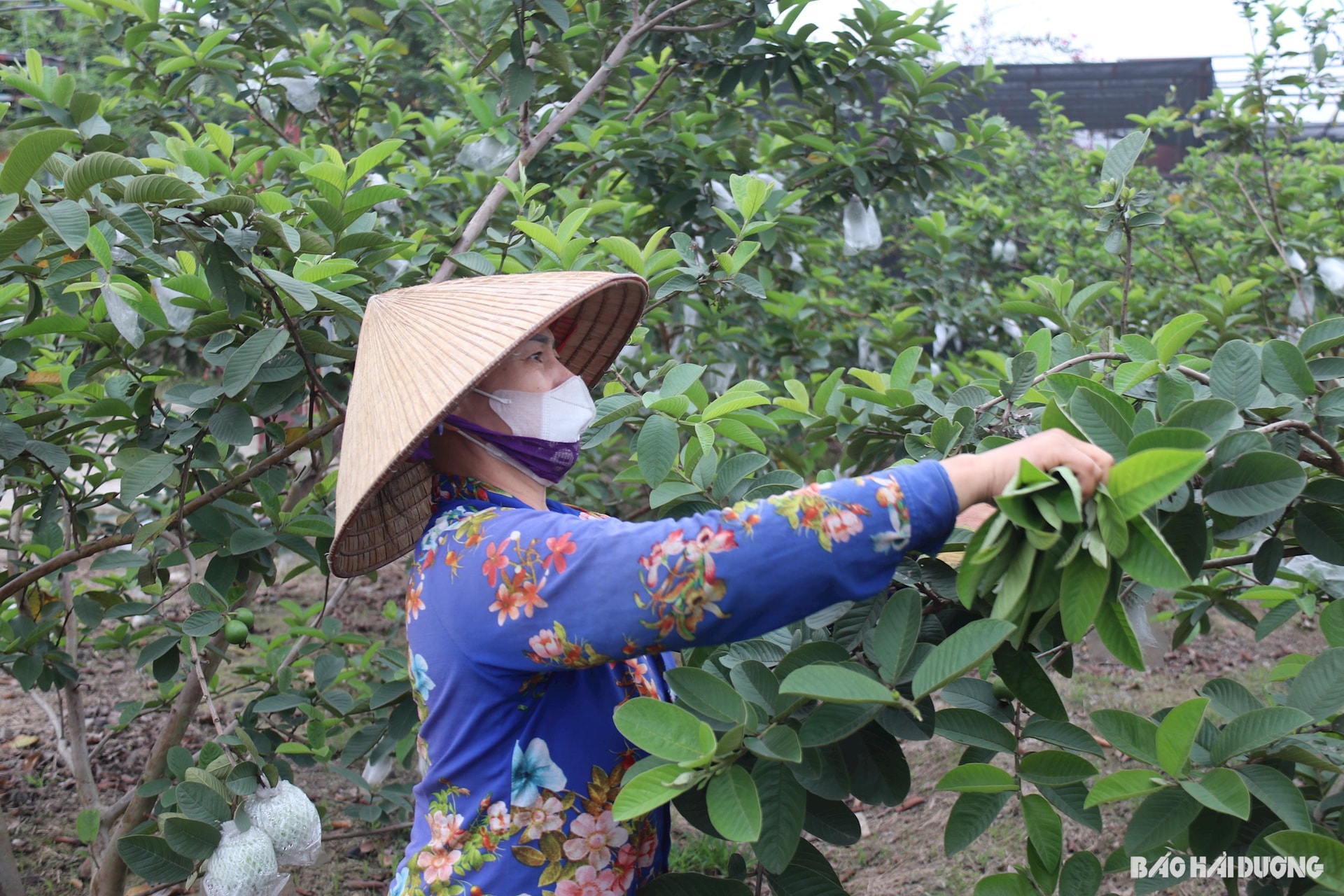 Biến búp ổi thành trà - hướng đi mới của nông dân Thanh Hà - Ảnh 1.
