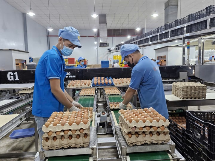 The private sector is creating jobs for nearly 30% of the workforce, contributing about 60% of total social investment capital. (Illustration: H. Linh)