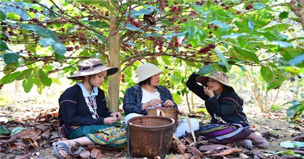 Jackfruit coffee season is good, price is good: Great joy for Bru Van Kieu and Pa Ko people