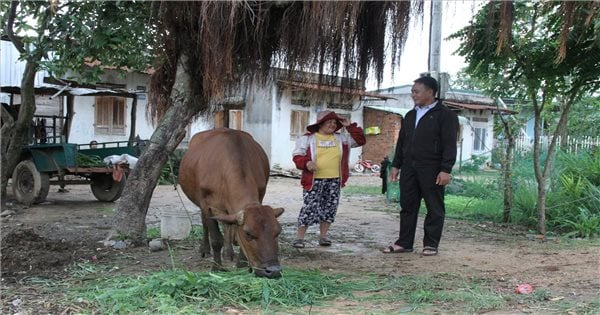 El Proyecto 3 del Programa Nacional de Metas 1719 crea premisas para el desarrollo de la ganadería a gran escala