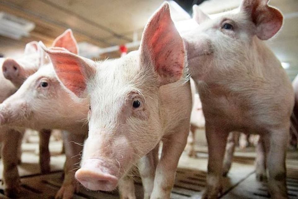 Prix ​​du porc au 20 mars 2025 : la tendance à la baisse se poursuit