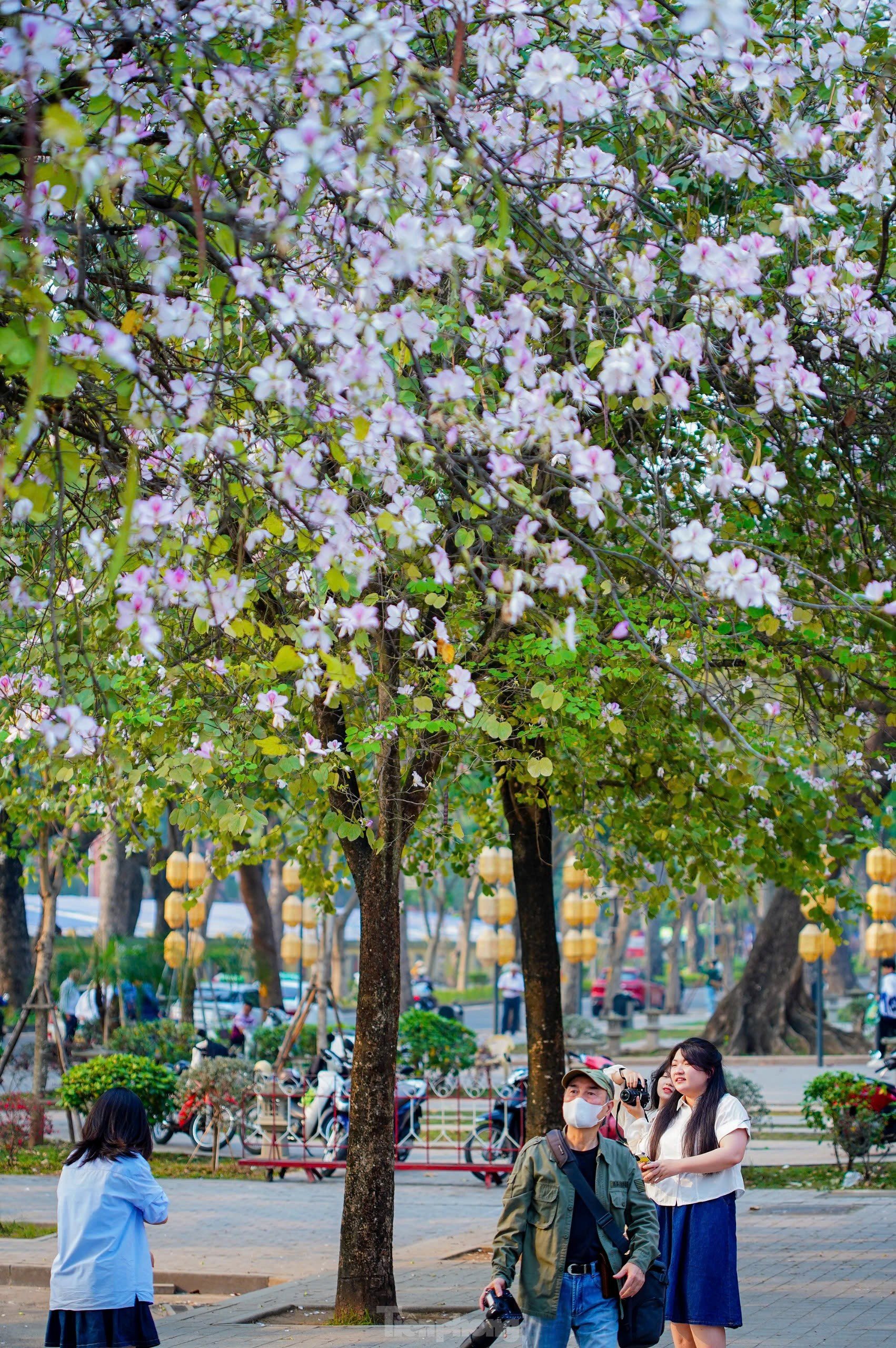 Les fleurs de Bauhinia couvrent la rue Hoang Dieu, les muses font la queue pour vérifier la photo 13