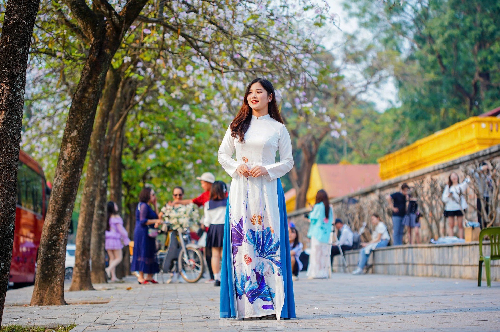 Les fleurs de Bauhinia couvrent la rue Hoang Dieu, les muses font la queue pour s'enregistrer photo 5