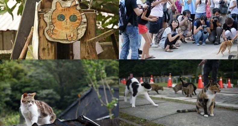 El pueblo tiene más gatos que personas, lo que atrae a los turistas.