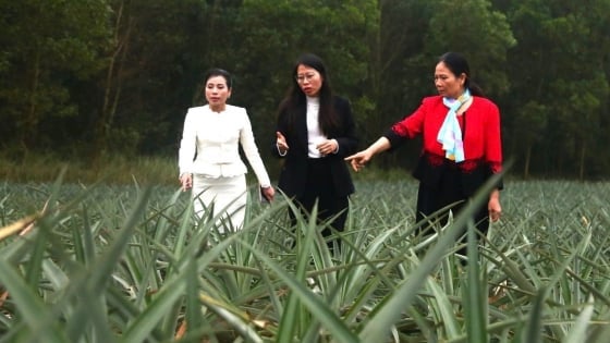 Das „Gelobte Land“ der Ananas