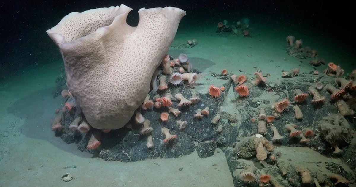 Eisberg bricht vor der Antarktis ab und enthüllt Wunder der Tiefsee