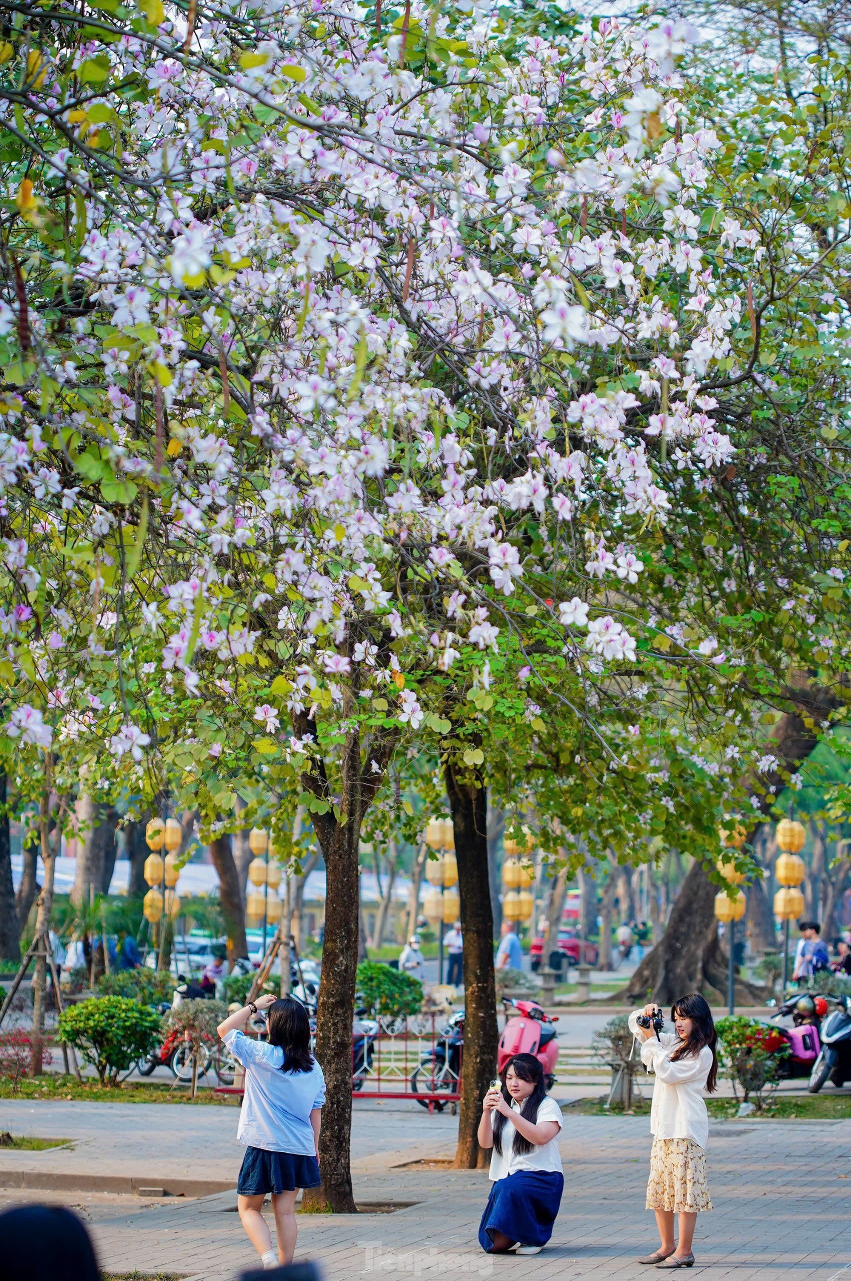 Les fleurs de Bauhinia couvrent la rue Hoang Dieu, les muses font la queue pour vérifier la photo 12