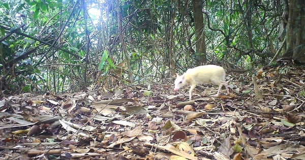 Le mutant albinos chevrotain est soudainement apparu à Ha Tinh, c'est un animal sauvage du Livre rouge.