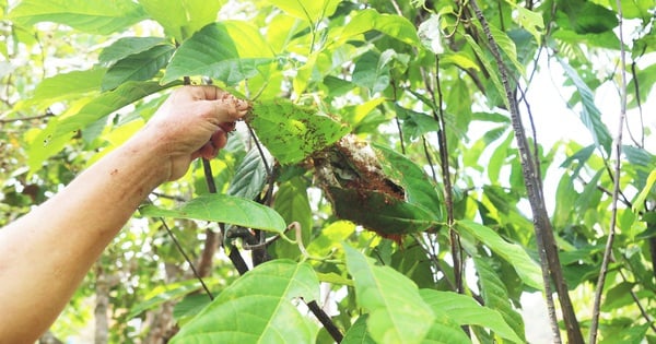 Let yellow ants build dense nests on trees, cocoa gardens are free of harmful aphids, giving big and beautiful fruit.