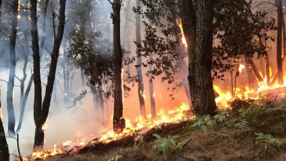 森林火災の危険は極めて危険、ランソンは積極的に対応