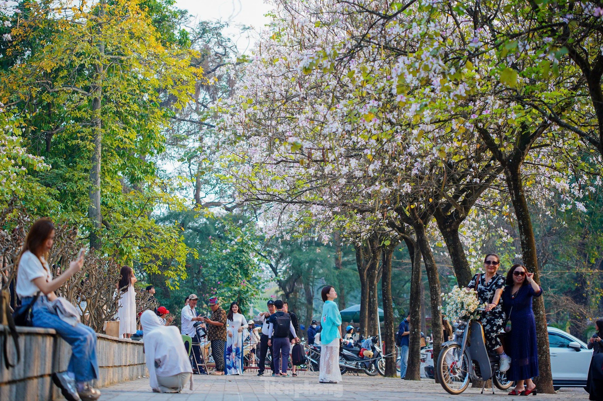 Les fleurs de Bauhinia couvrent la rue Hoang Dieu, les muses font la queue pour vérifier la photo 4