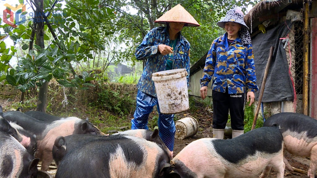 Le modèle d'élevage porcin de Mong Cai de la coopérative agricole biologique d'An Loc génère des revenus élevés.