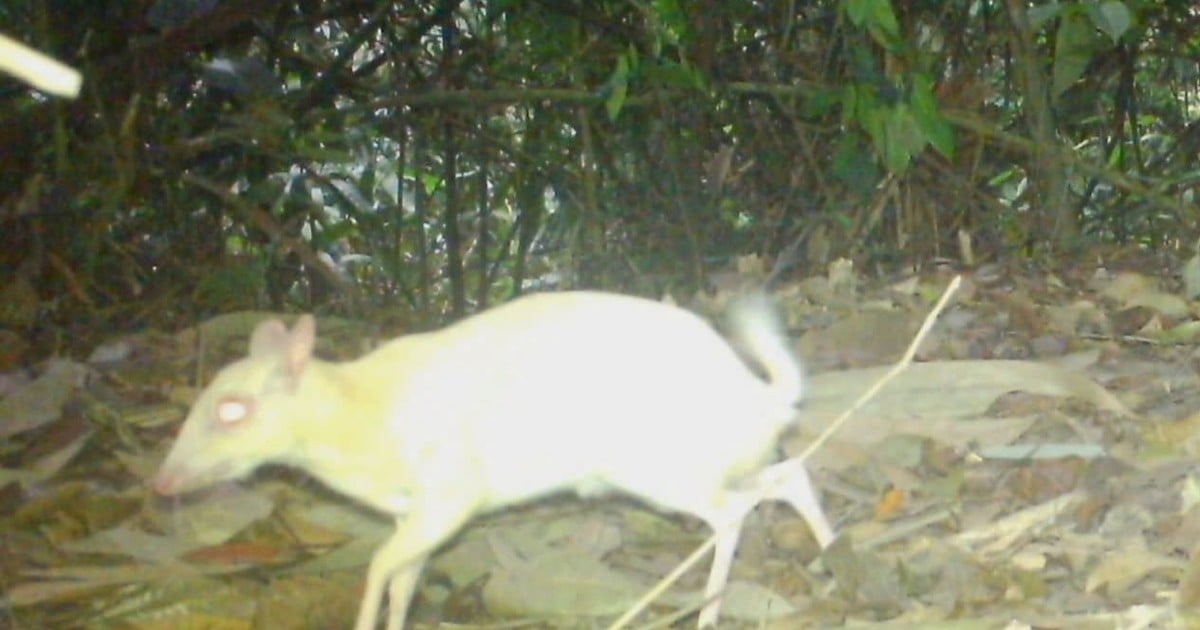 Chevrotain ដ៏កម្ររបស់ឥណ្ឌូនេស៊ី ត្រូវបានរកឃើញនៅក្នុងឧទ្យានជាតិ Vu Quang