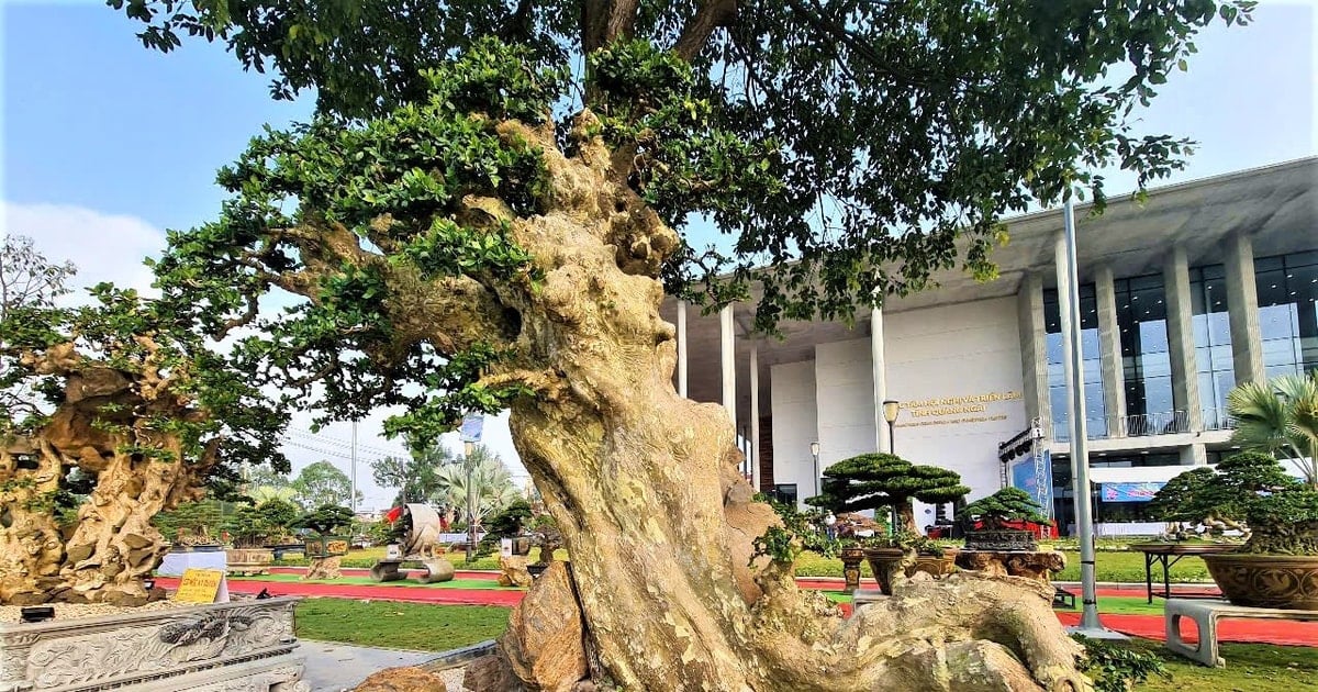 Plus de 1 000 créatures ornementales exposées à Quang Ngai