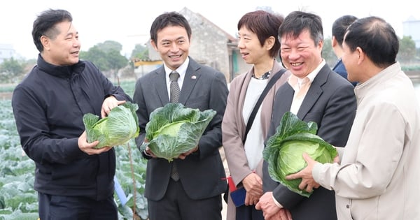 Des experts japonais et des agents de vulgarisation agricole se rendent dans les champs avec les agriculteurs pour cultiver des légumes et des tubercules destinés à l'exportation, les revenus augmentent