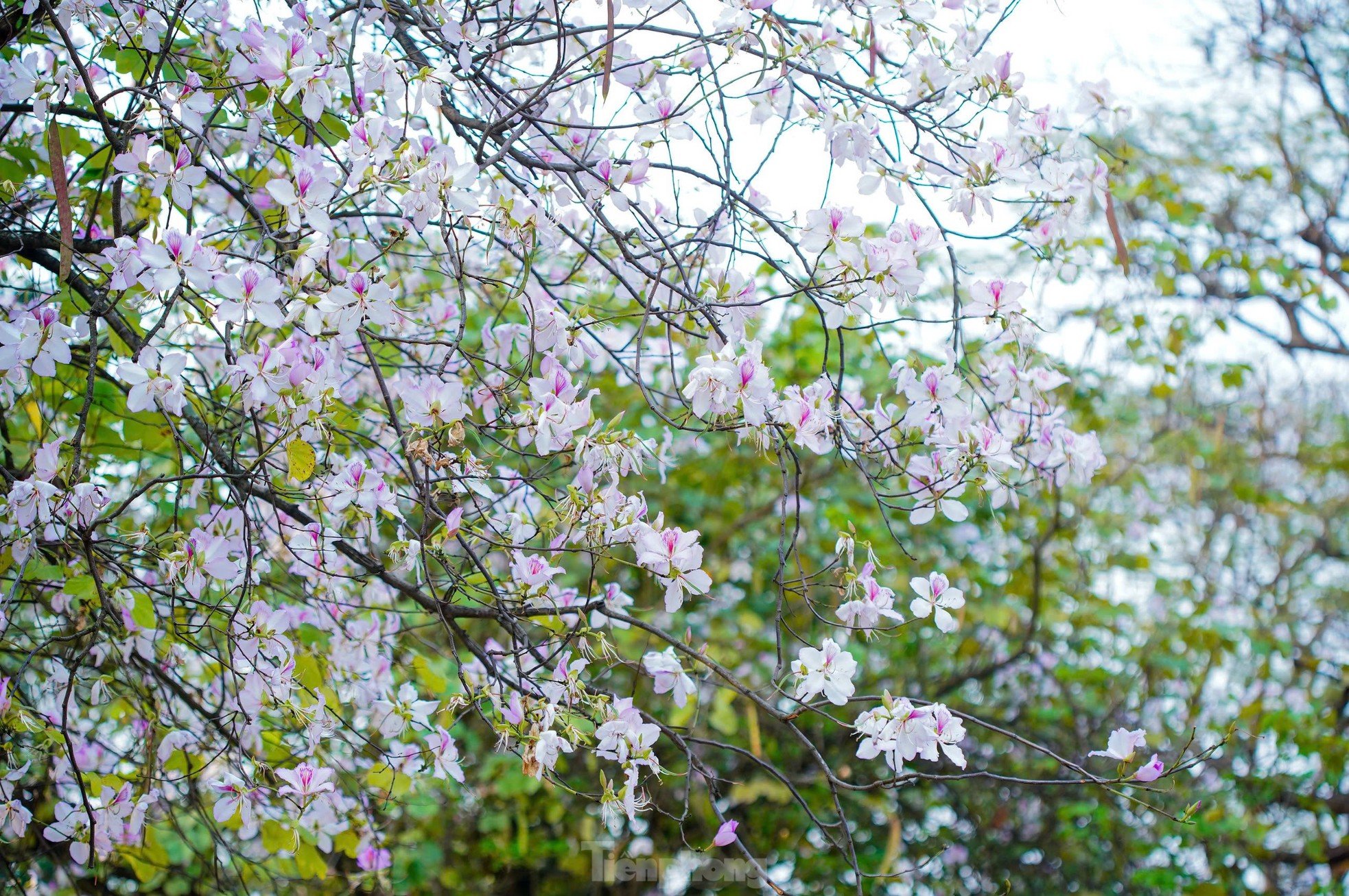 Les fleurs de Bauhinia couvrent la rue Hoang Dieu, les muses font la queue pour s'enregistrer photo 14