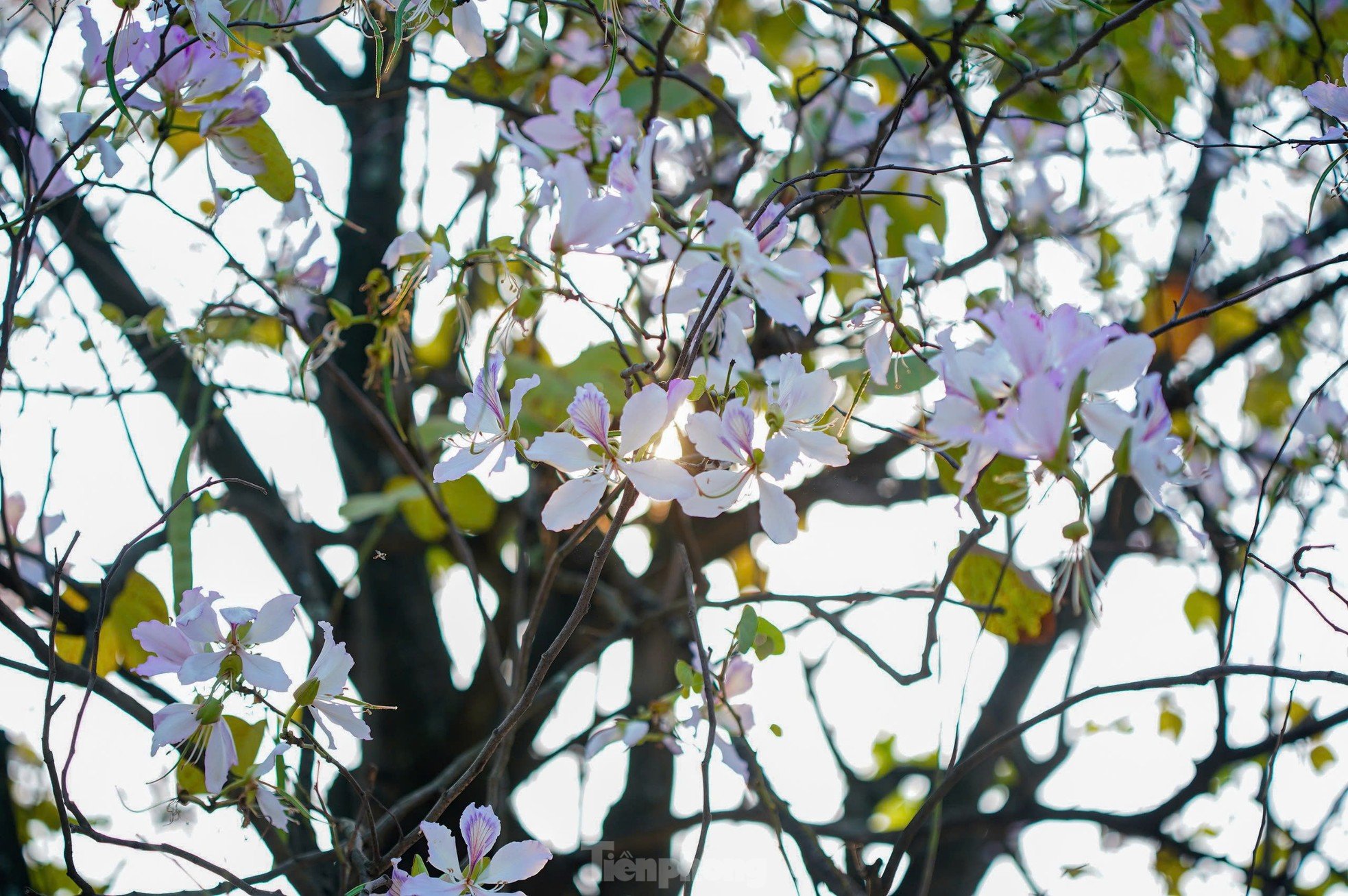 Les fleurs de Bauhinia couvrent la rue Hoang Dieu, les muses font la queue pour s'enregistrer photo 2