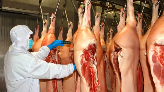 La « tempête » des prix du porc s'abat sur le marché : [Article 3] Le CP vend des « jeunes porcs » pour calmer le marché