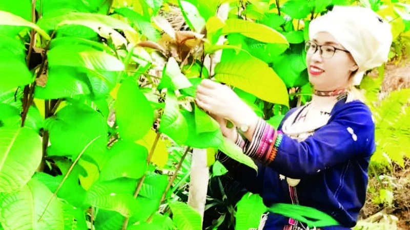 Opening up opportunities to get rich from the golden camellia plant