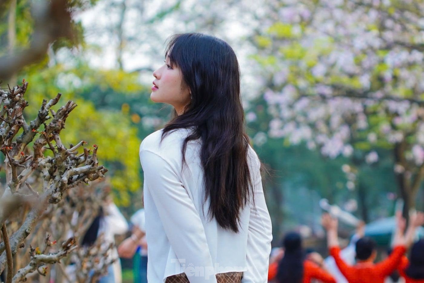 Les fleurs de Bauhinia couvrent la rue Hoang Dieu, les muses font la queue pour vérifier la photo 8