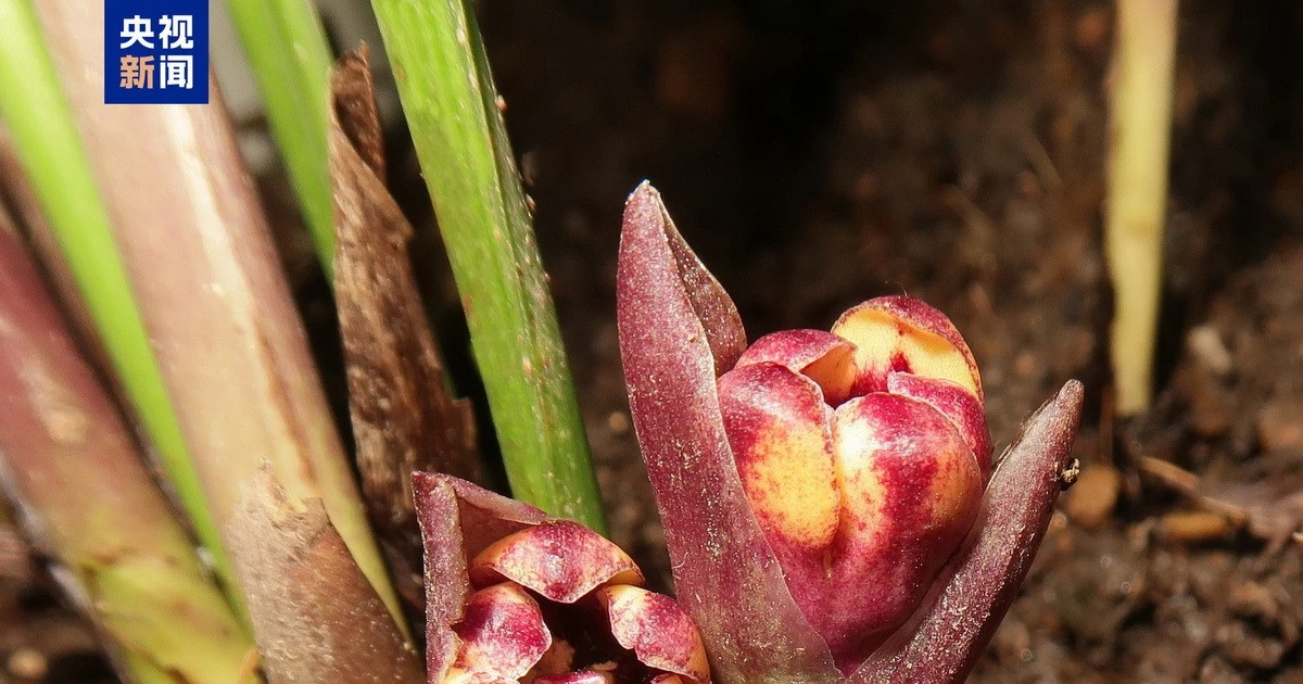 Se descubren 6 nuevas especies de plantas en la zona fronteriza entre Vietnam y China