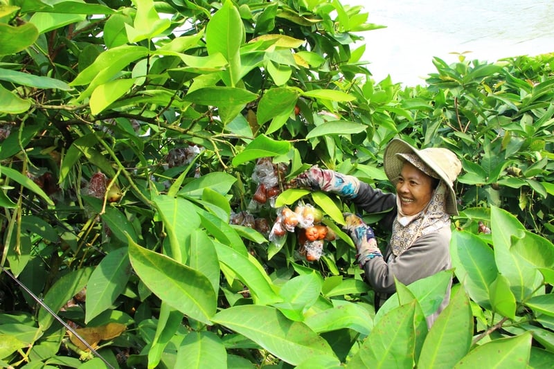 Thu nhập khá từ mô hình trồng mận trong màng lưới