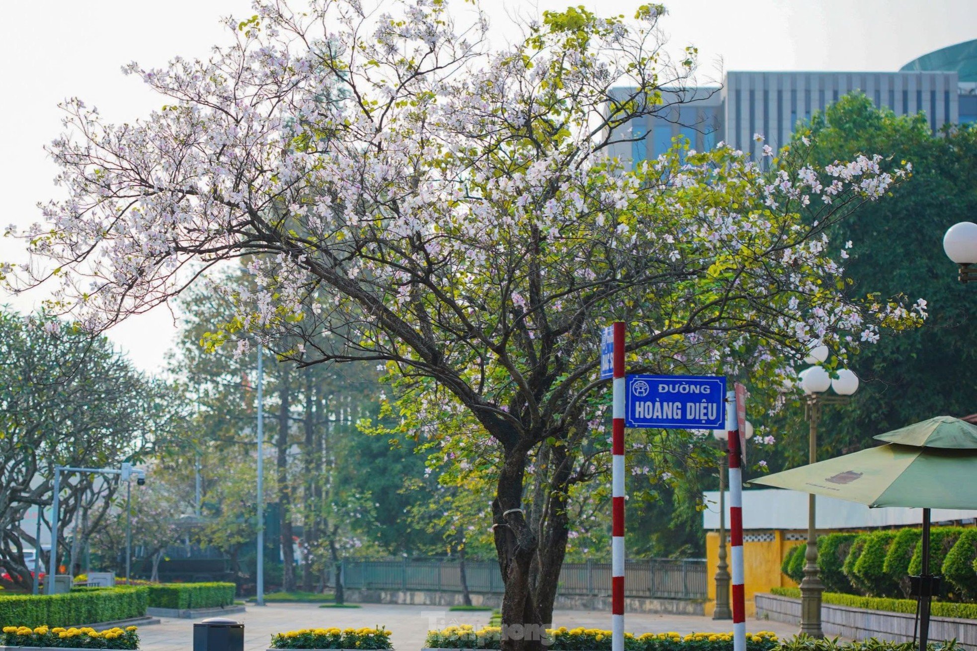 Les fleurs de Bauhinia couvrent la rue Hoang Dieu, les muses font la queue pour s'enregistrer photo 1