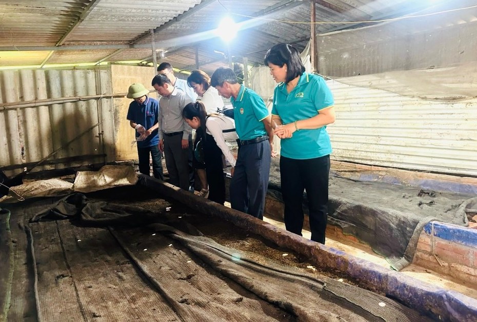 Officials and farmer members visit the earthworm farming model from cow dung in Dong Anh district.