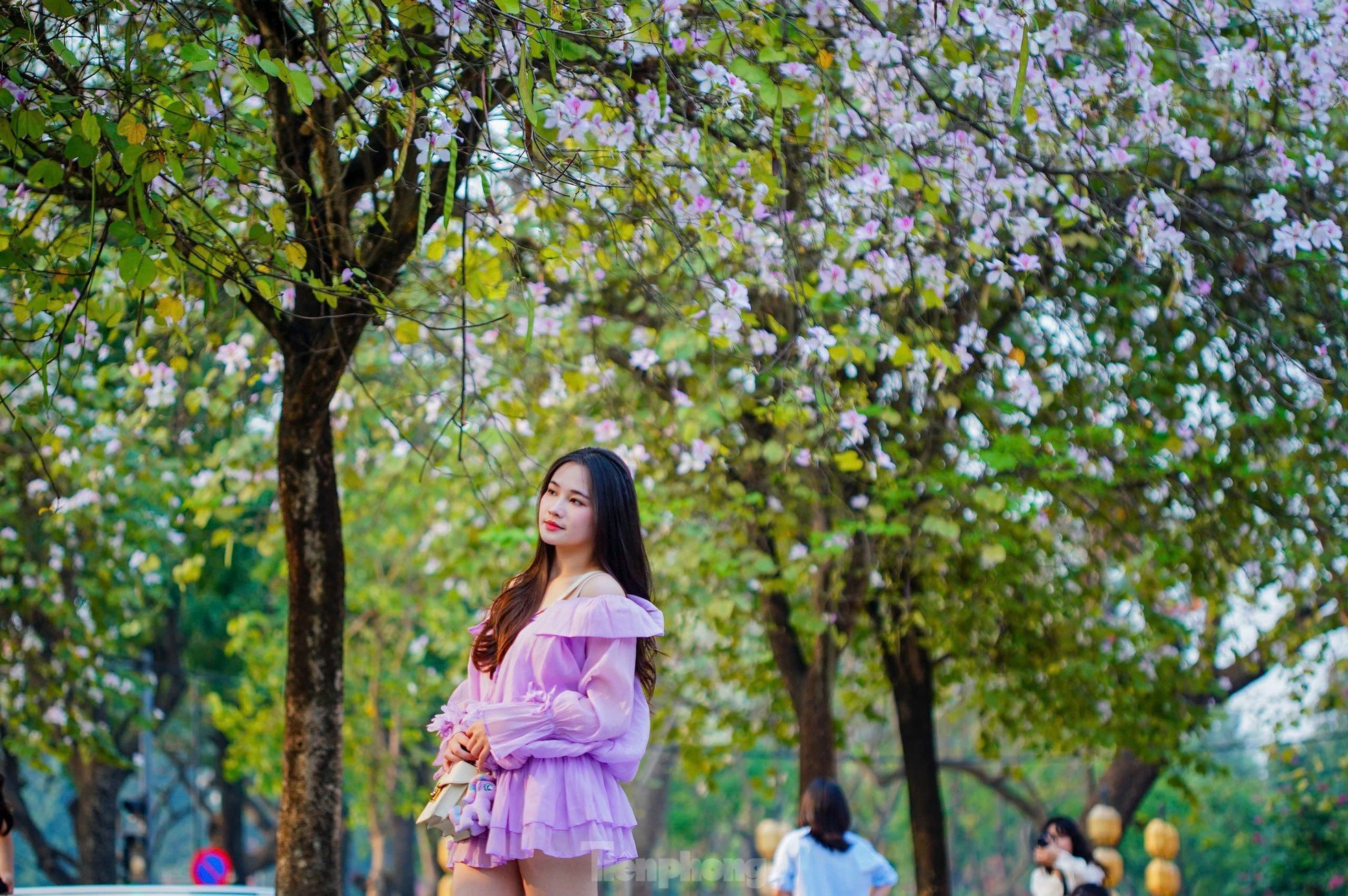 Les fleurs de Bauhinia couvrent la rue Hoang Dieu, les muses font la queue pour s'enregistrer photo 6