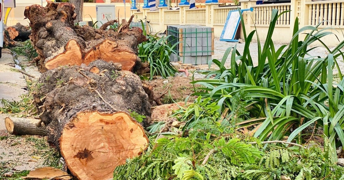 Una serie de árboles en el centro de la ciudad de Ho Chi Minh fueron talados por una razón sorprendente.