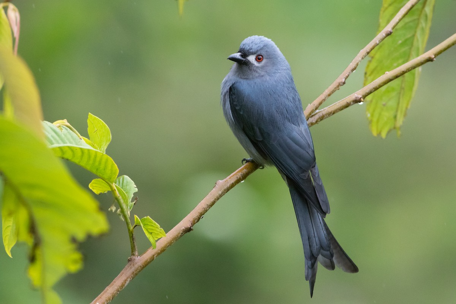 Shocked by the "monster bird" species that specializes in mimicking calls and is an excellent hunter