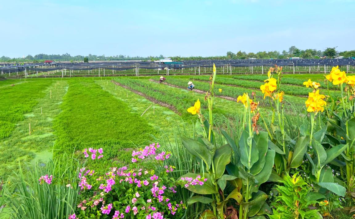 Đường hoa nông thôn mới Vĩnh Long trồng hoa chuối đỏ, hoa giấy, hoa tím tuyết đẹp như phim thế này đây - Ảnh 2.