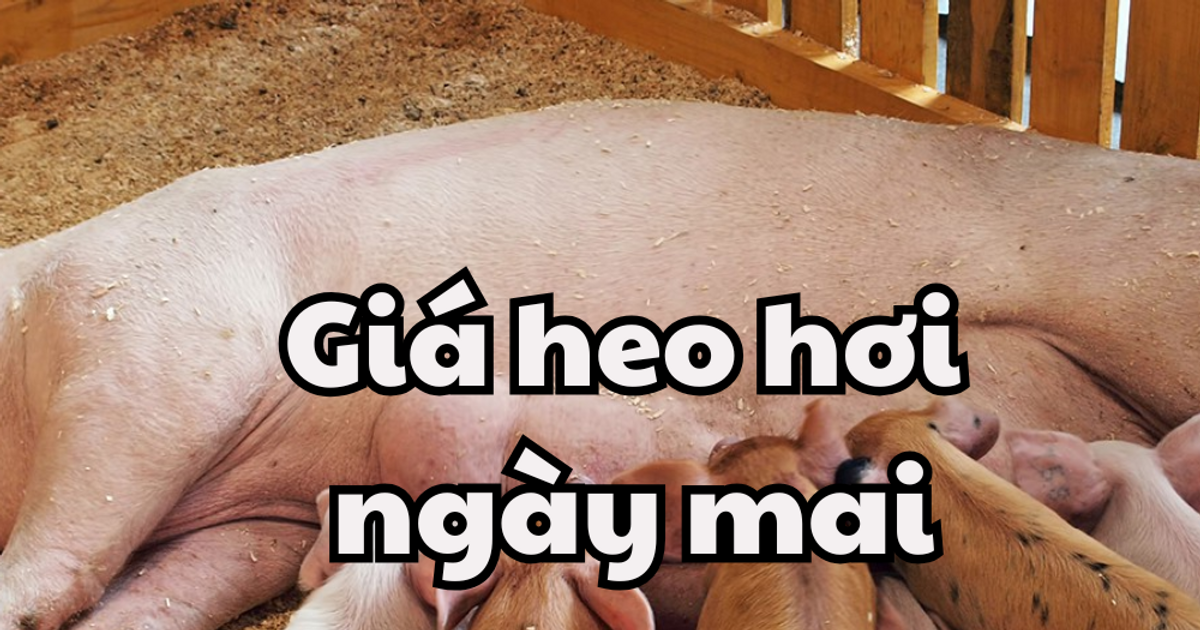 Tin tức, dự báo giá heo hơi ngày mai 26/3/2025 tiếp tục giảm nhẹ