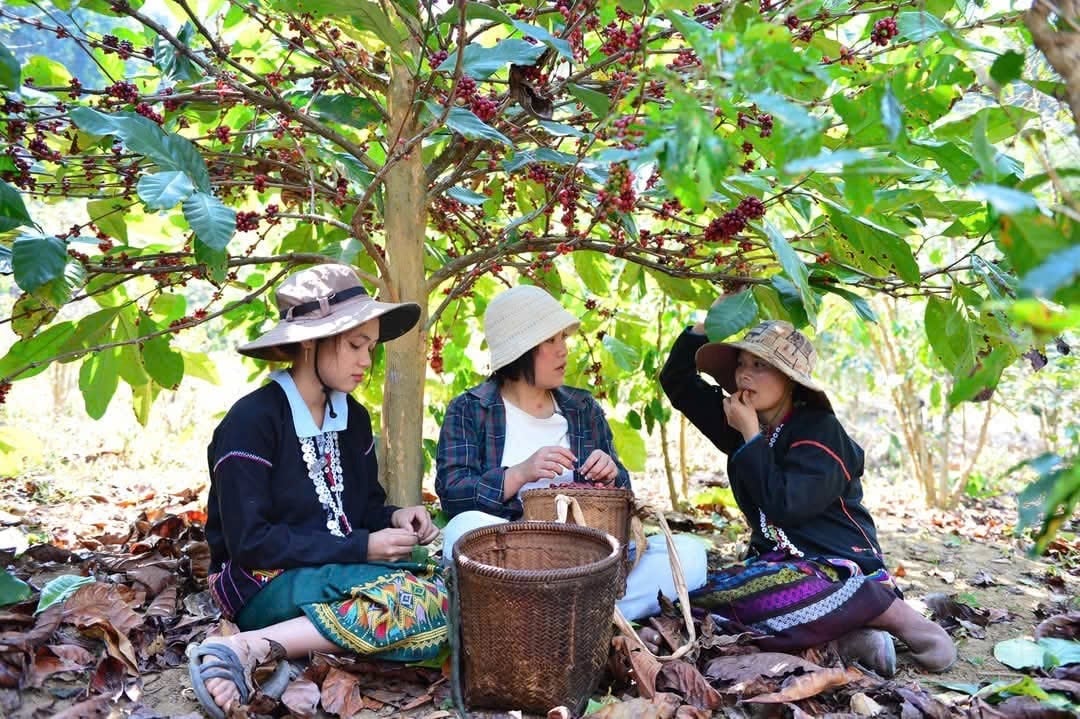 Cà phê mít mang lại nguồn thu nhập cao cho đồng bào Bru Vân Kiều, Pa Kô.