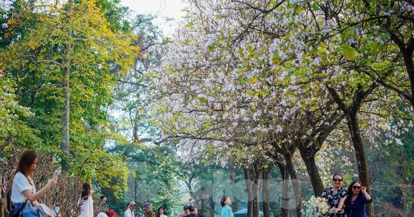 Bauhinia-Blüten bedecken die Hoang Dieu-Straße, Musen stehen Schlange, um einzuchecken