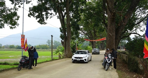 Admira 22 árboles de caoba centenarios en el camino hacia la "puerta del cielo" en Thanh Hoa.