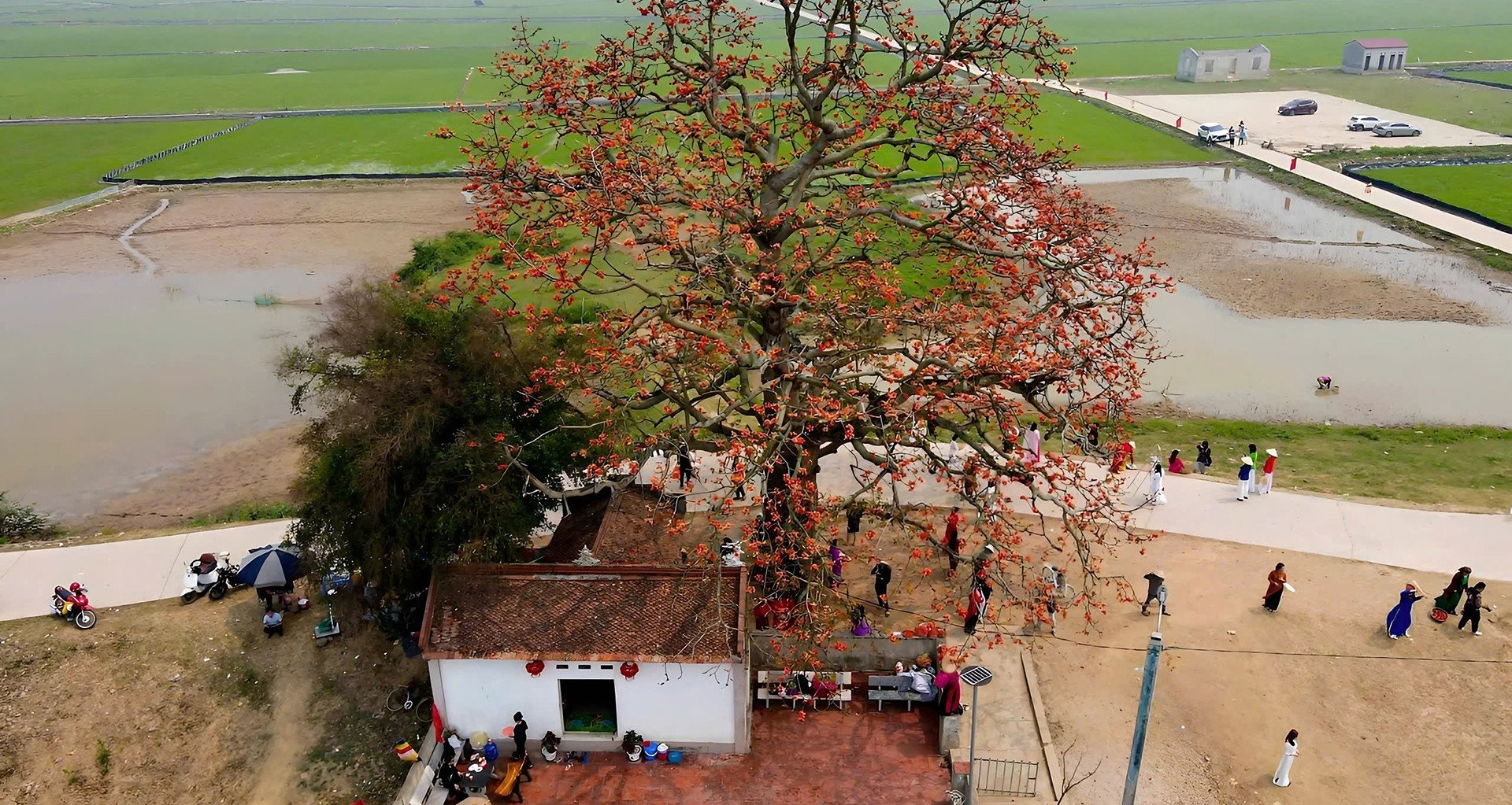 Der 200 Jahre alte Kapokbaum in Bac Giang blüht prächtig und zieht viele Besucher an. Autos parken entlang des Deichs.