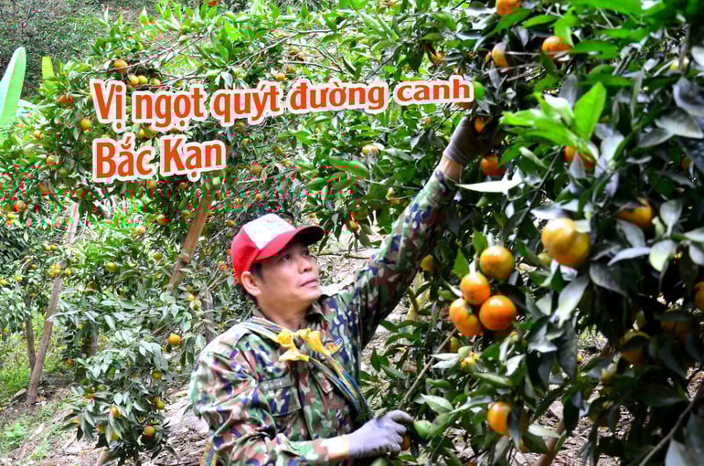 vi-ngot.jpg