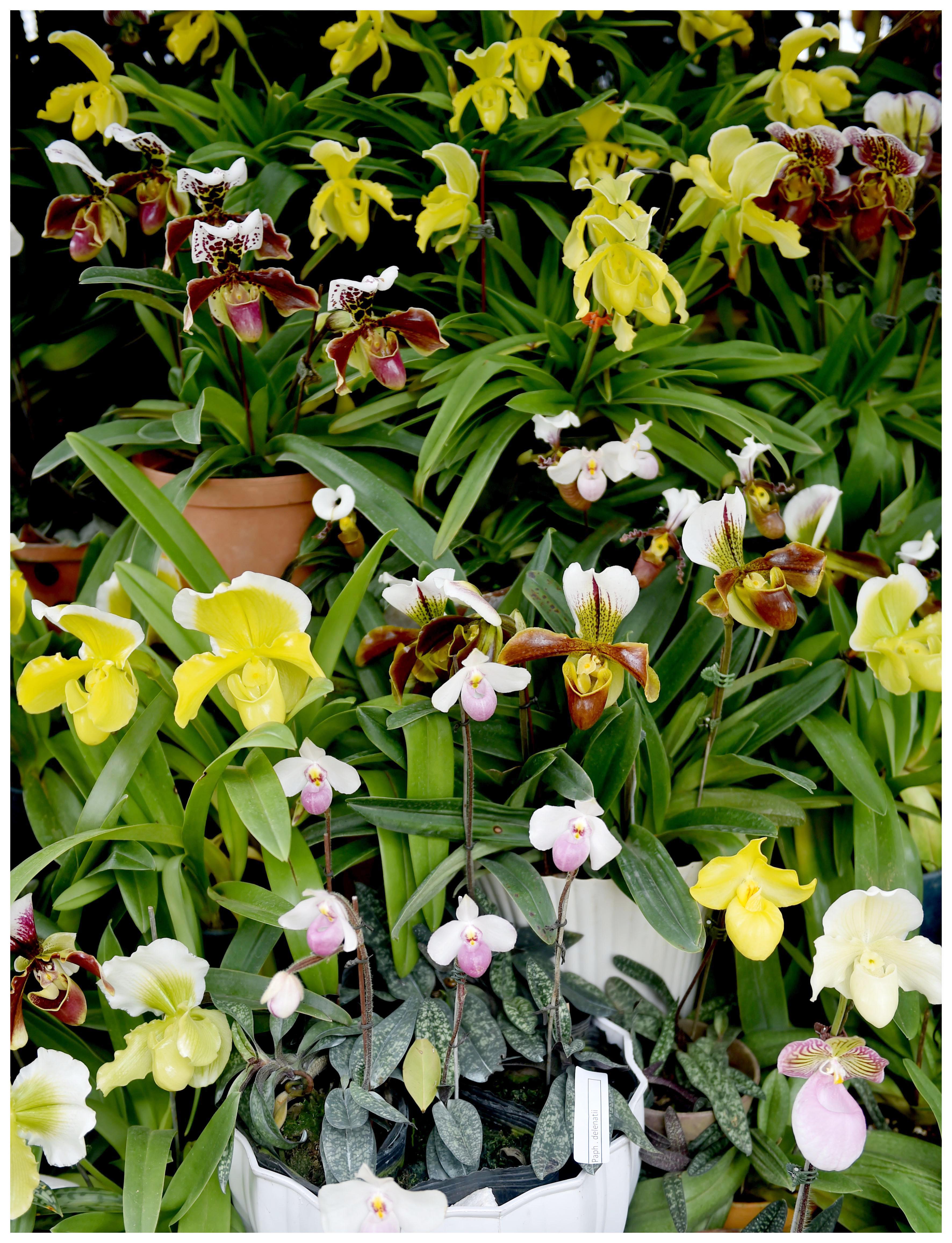 Orquídea de Dalat
