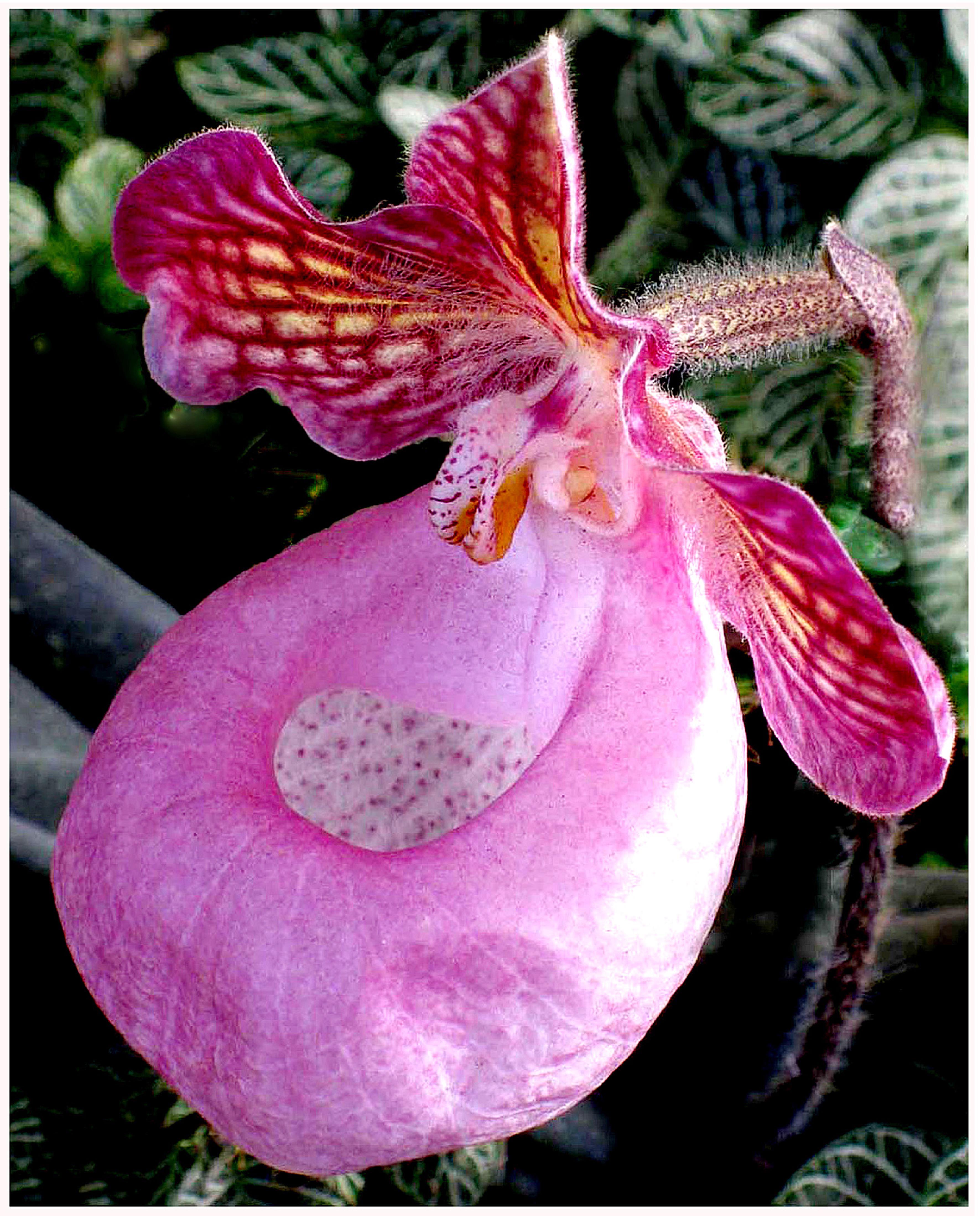 Orquídea de Dalat