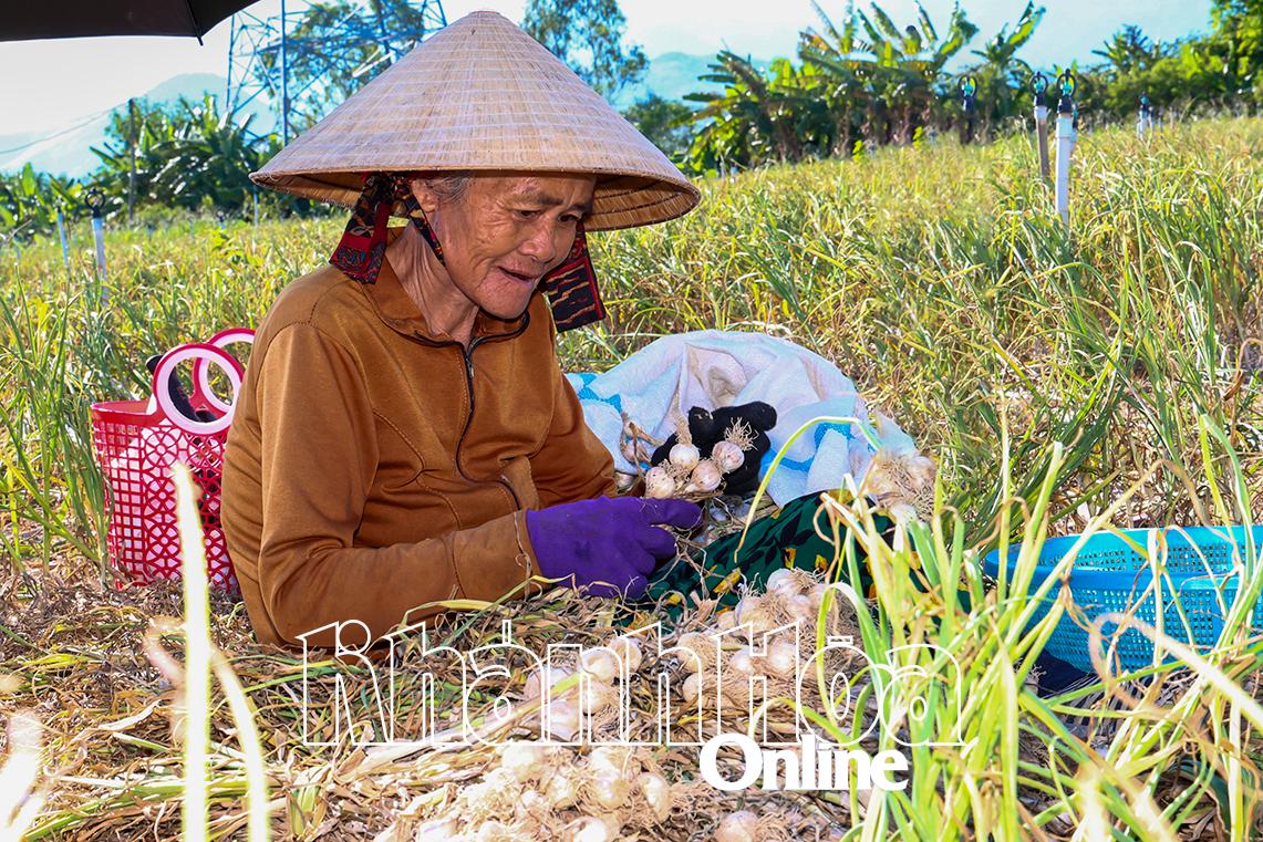 កសិករ​ខ្ទឹម​ភាគ​ច្រើន​មិន​បាន​ប្រាក់​ចំណេញ​ទេ​នៅ​ឆ្នាំ​នេះ។