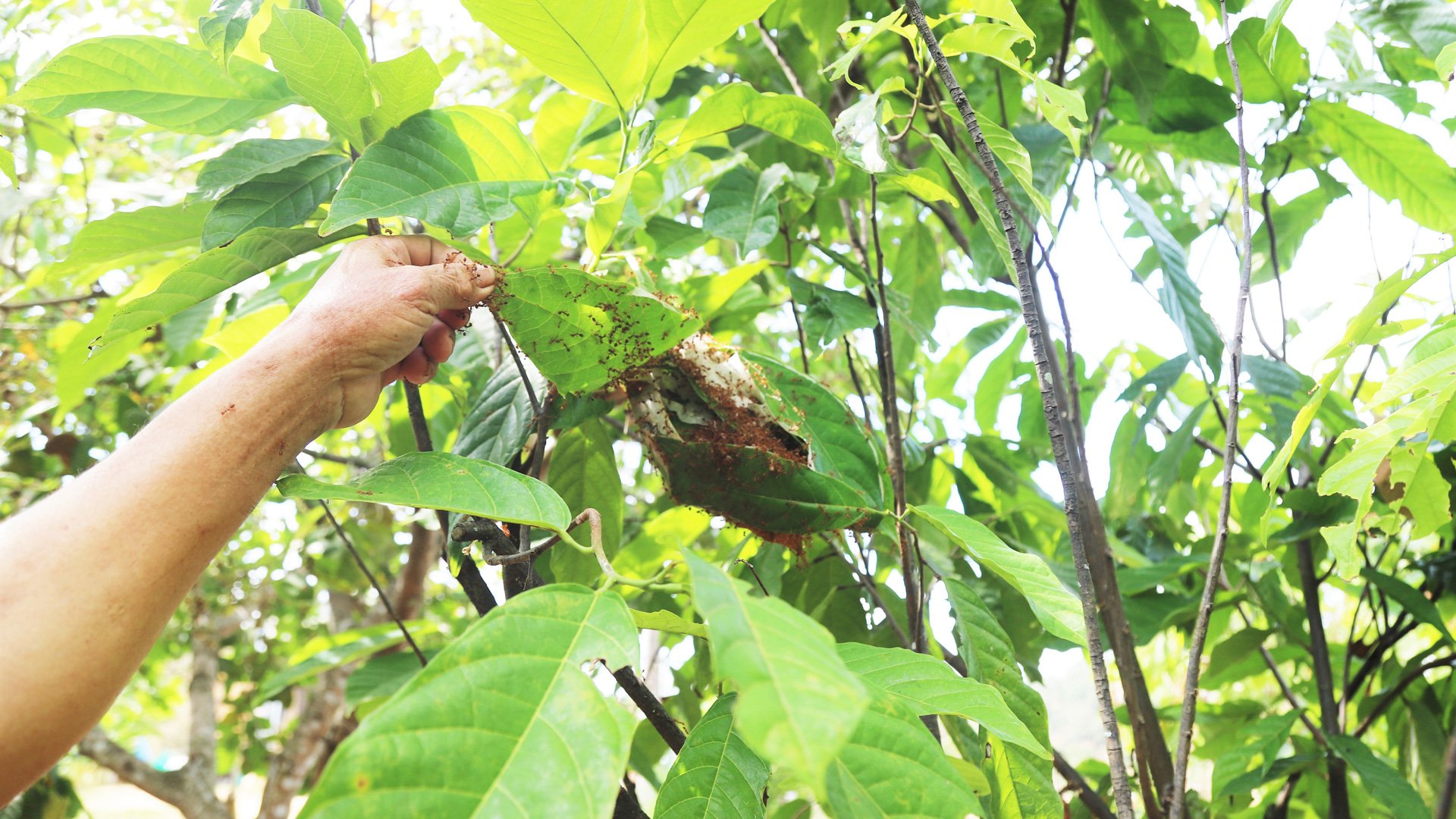 Modelo de cría de hormigas amarillas como enemigos naturales para prevenir y controlar plagas dañinas en el huerto de cacao de la familia del Sr. Long.