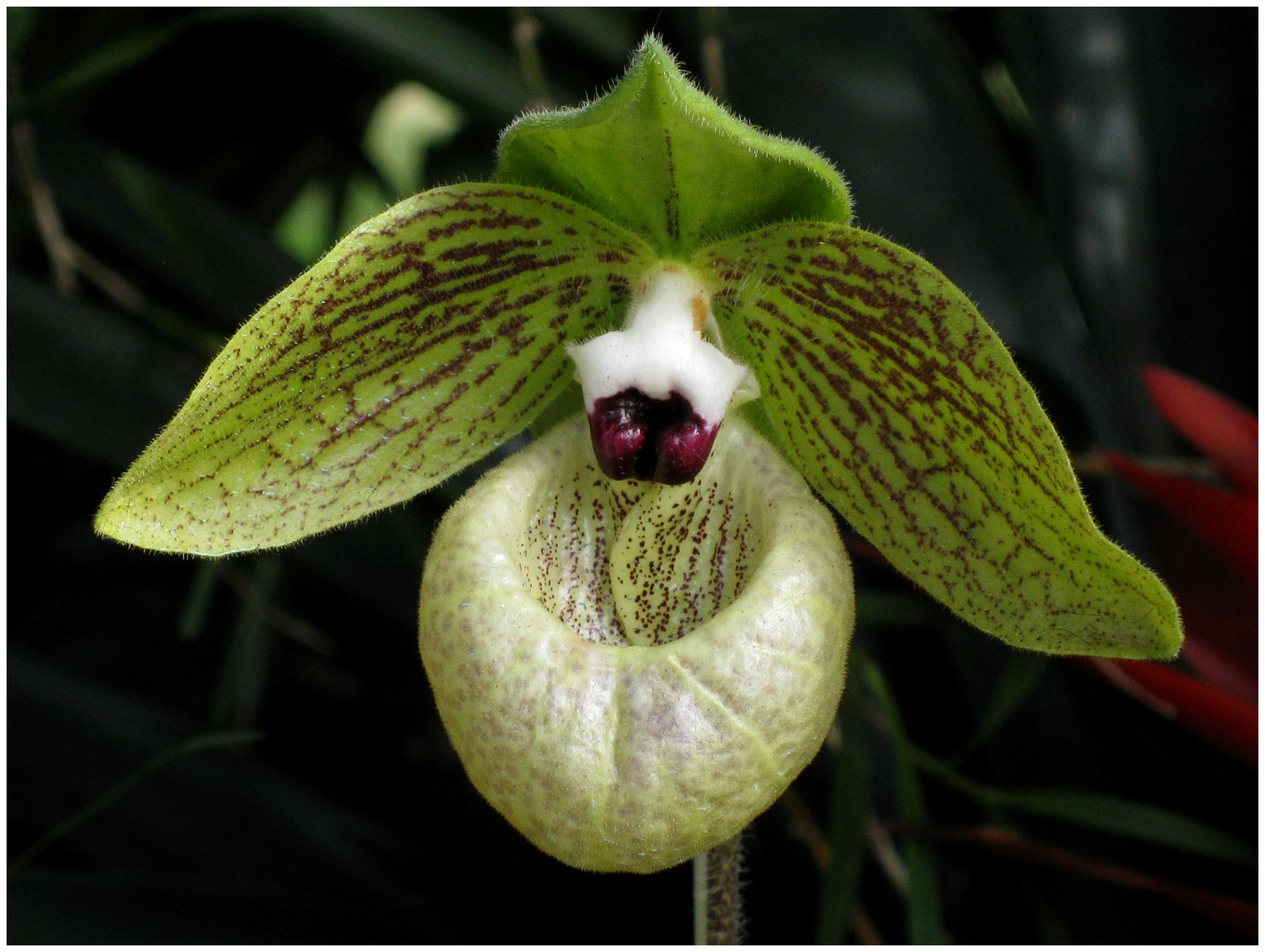 Orquídea de Dalat