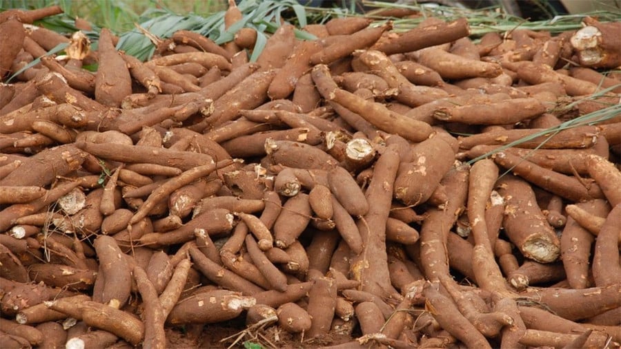 tim-hieu-ve-khoai-mi-cu-san-trong-cong-nghe-thuc-pham-cassava-min-5635.jpg