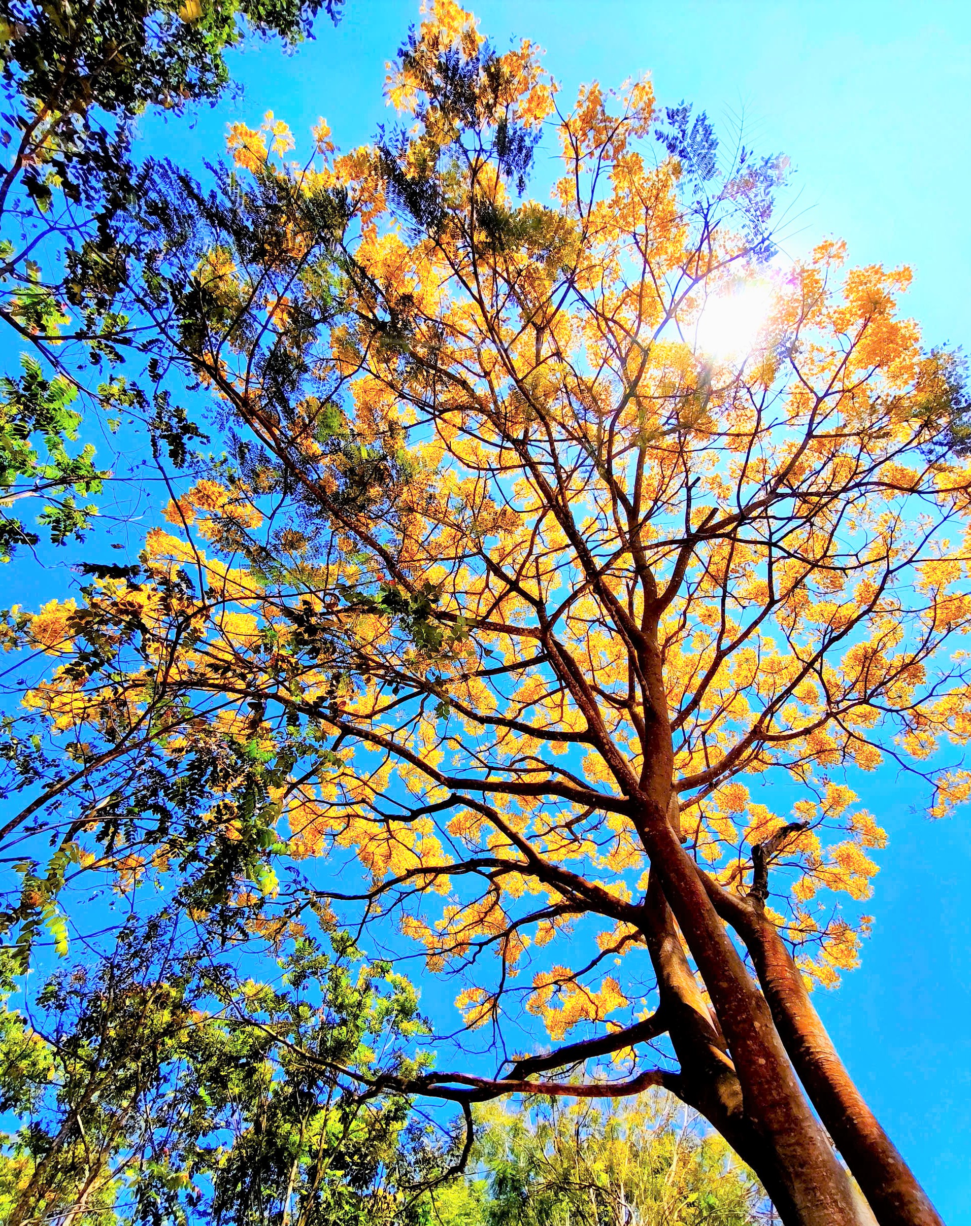 The early spring sunshine makes the beauty of the yellow royal poinciana flowers even more brilliant.