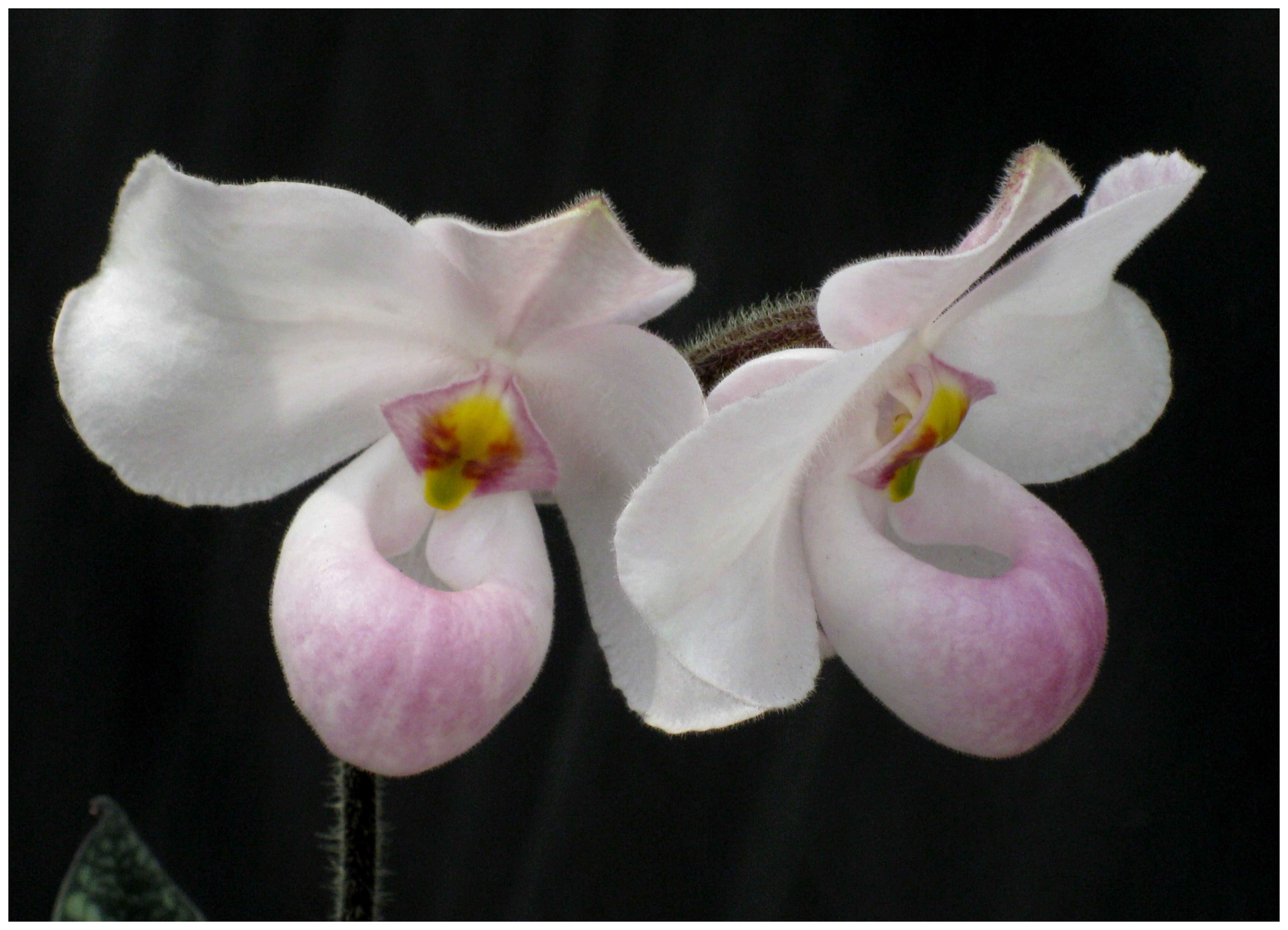 Orquídea de Dalat